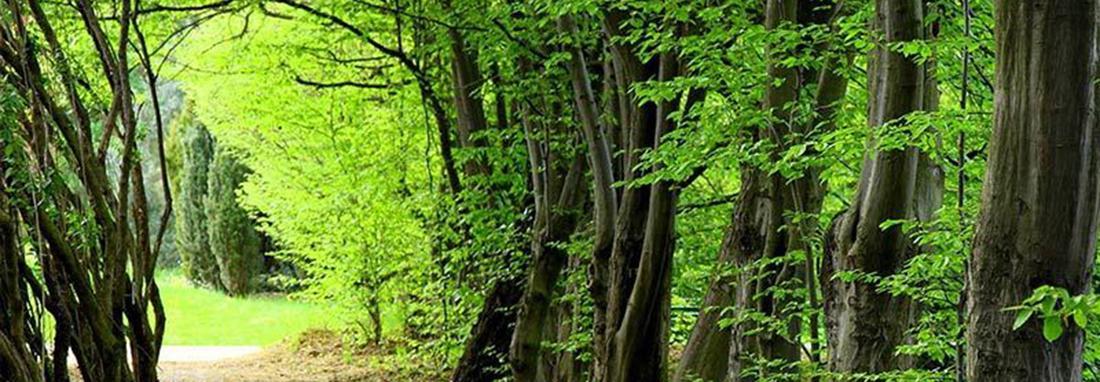 برداشت چوب از جنگل های ثبت جهانی ممنوع ، طرح تنفس جنگل ها تداوم پیدا کند