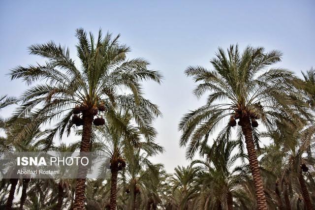 صادرات خرمای فارس سال گذشته به 61 هزار تن رسید صادرات خرمای فارس سال گذشته به 61 هزار تن رسید