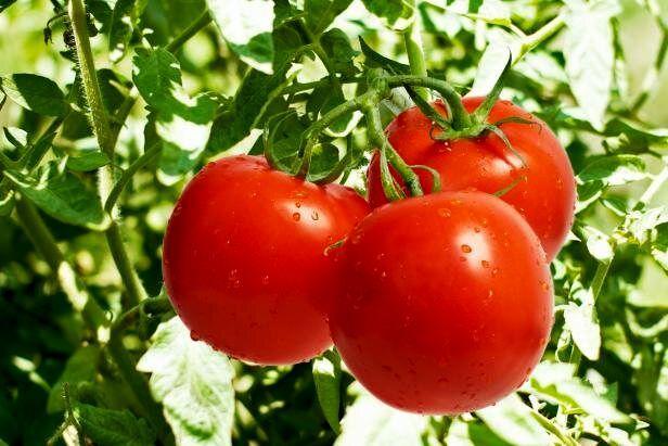 وضعیت گوجه فرنگی بهبود می یابد؟ شرایط گوجه فرنگی بهبود می یابد؟