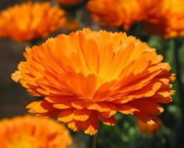 گل همیشه بهار چه خواصی دارد؟ گل همواره بهار چه خواصی دارد؟