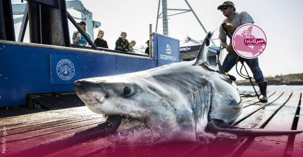 کوسه های سفید به کانادا می آیند