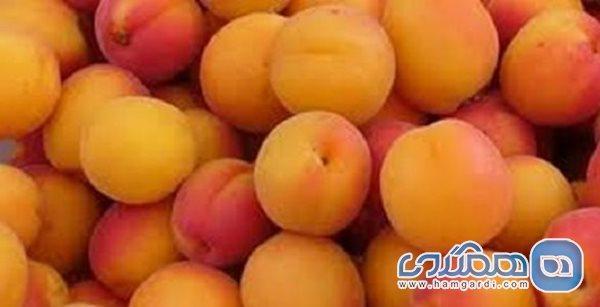 برگزاری نخستین جشنواره زردآلو در ماهنشان برگزاری نخستین جشنواره زردآلو در ماهنشان