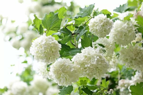نکاتی برای پرورش افلوس یا گیاه بداغ