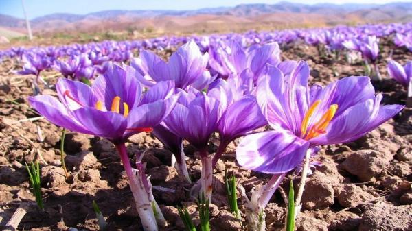 روز های خوش زعفران کاران سرایان فرا رسیده است روز های خوش زعفران کاران سرایان فرا رسیده است