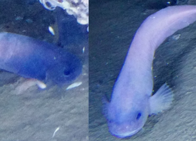 عمیق ترین شکار دانشمندان؛ ضبط تصاویر از یک حلزون ماهی در عمق 8 هزار متری اقیانوس