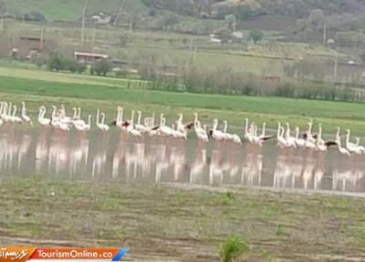 بازگشت فلامینگو ها به زریبار